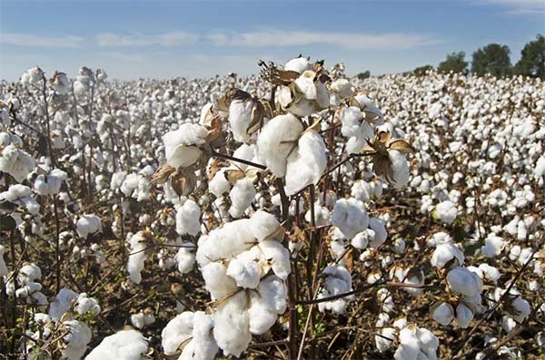 Organic Cotton Plantation